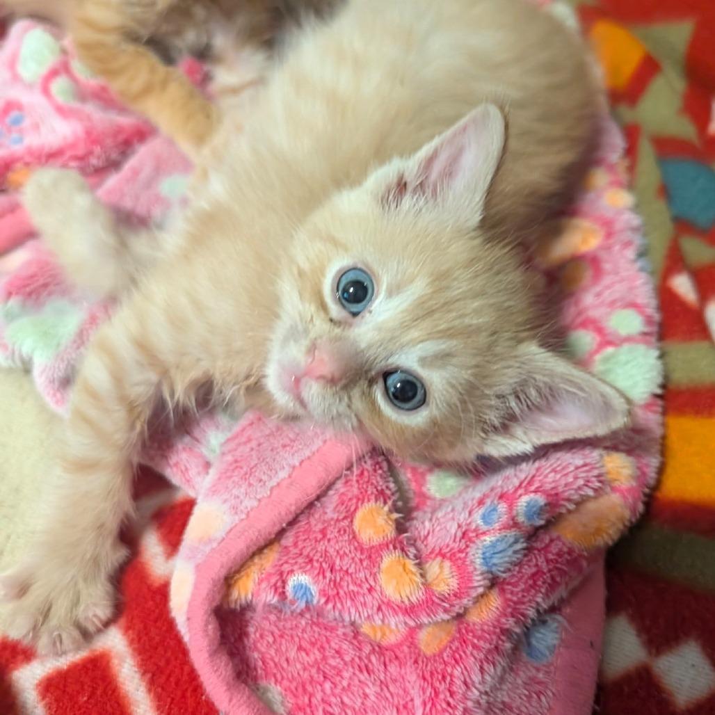 Tater Tot