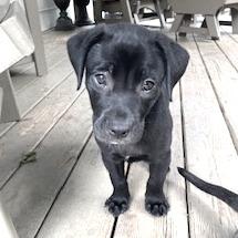 Charlie Sally Pup