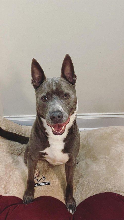 Adoptable Dogs & Puppies in Macon, GA