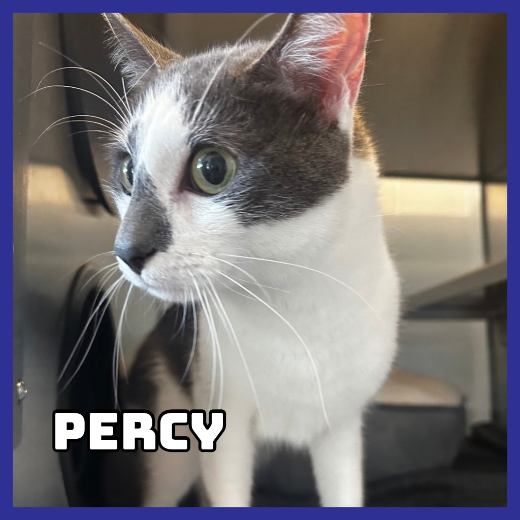 Percy