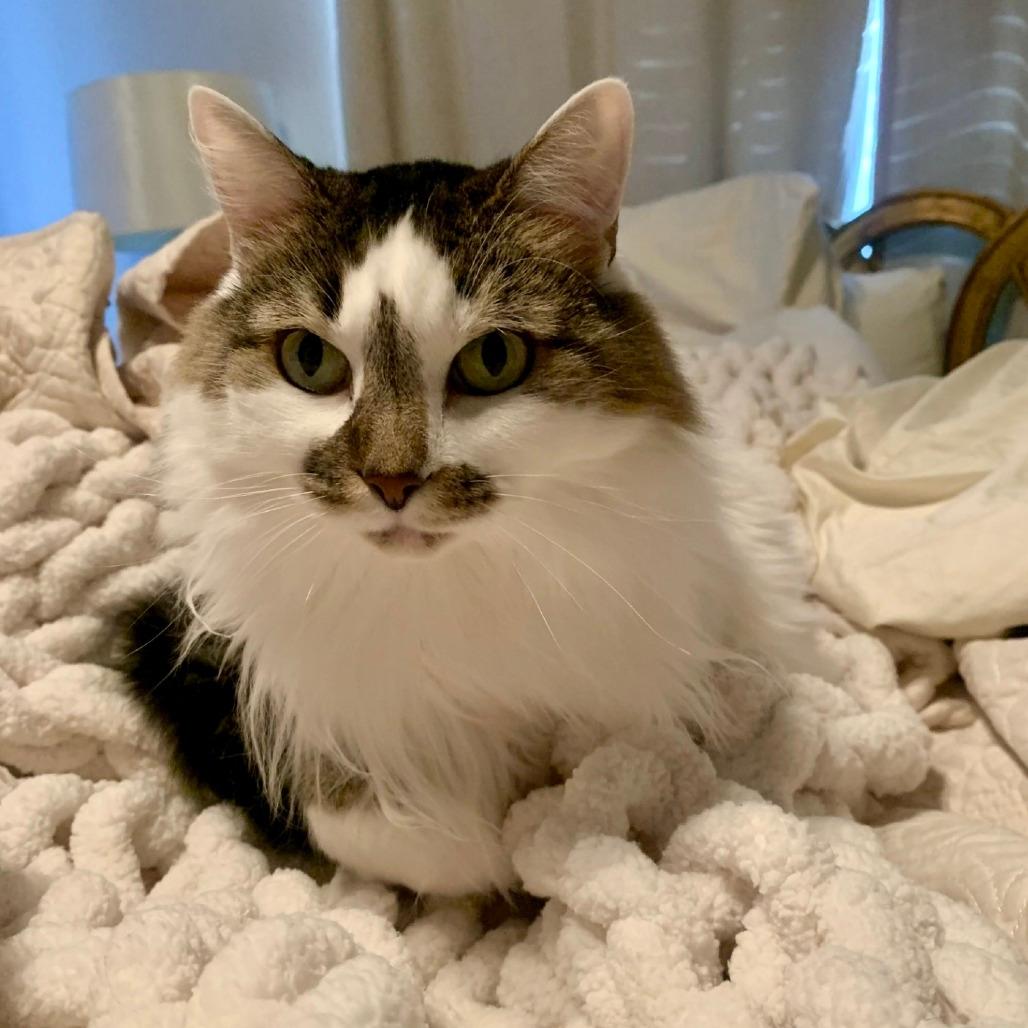 Stella