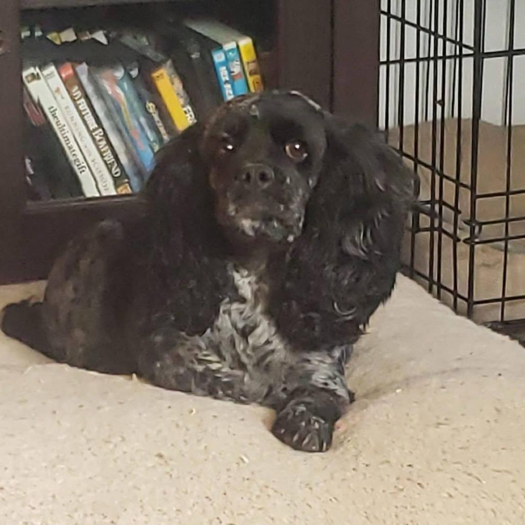 Gracie