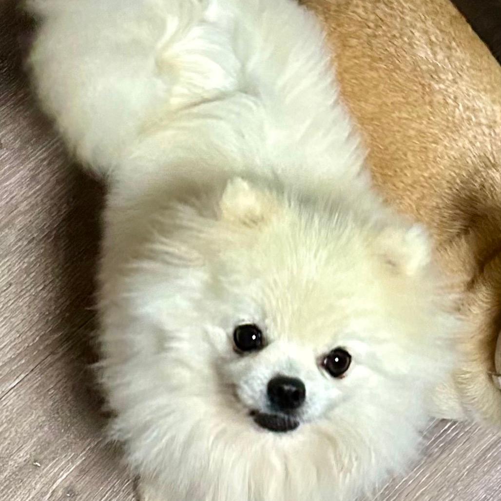 Boo