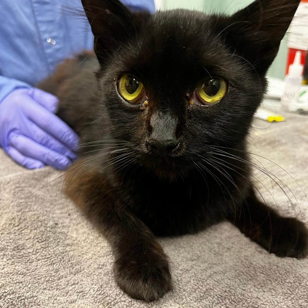 Stray 8/26/25 (Mom)