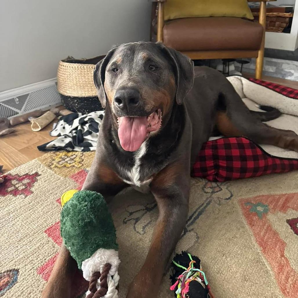 Duke