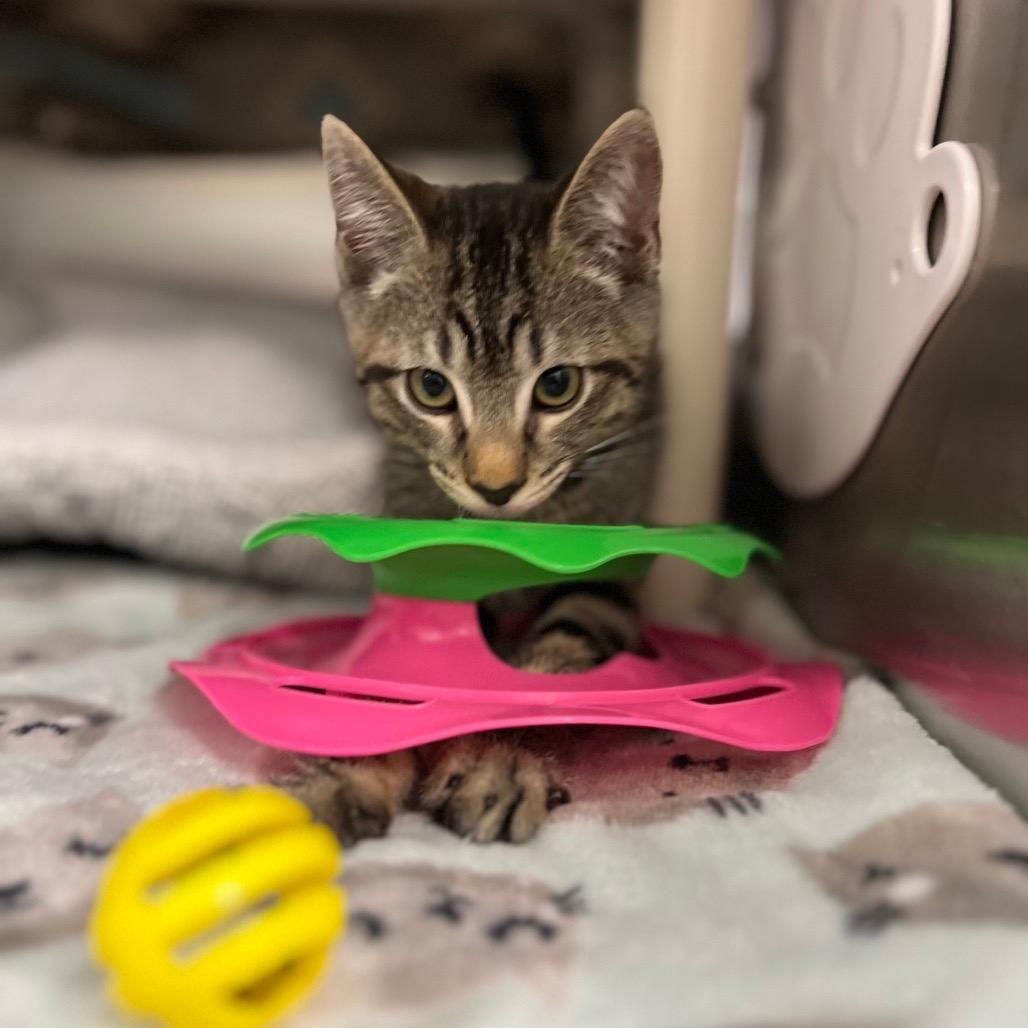 Purrdinand Magellan