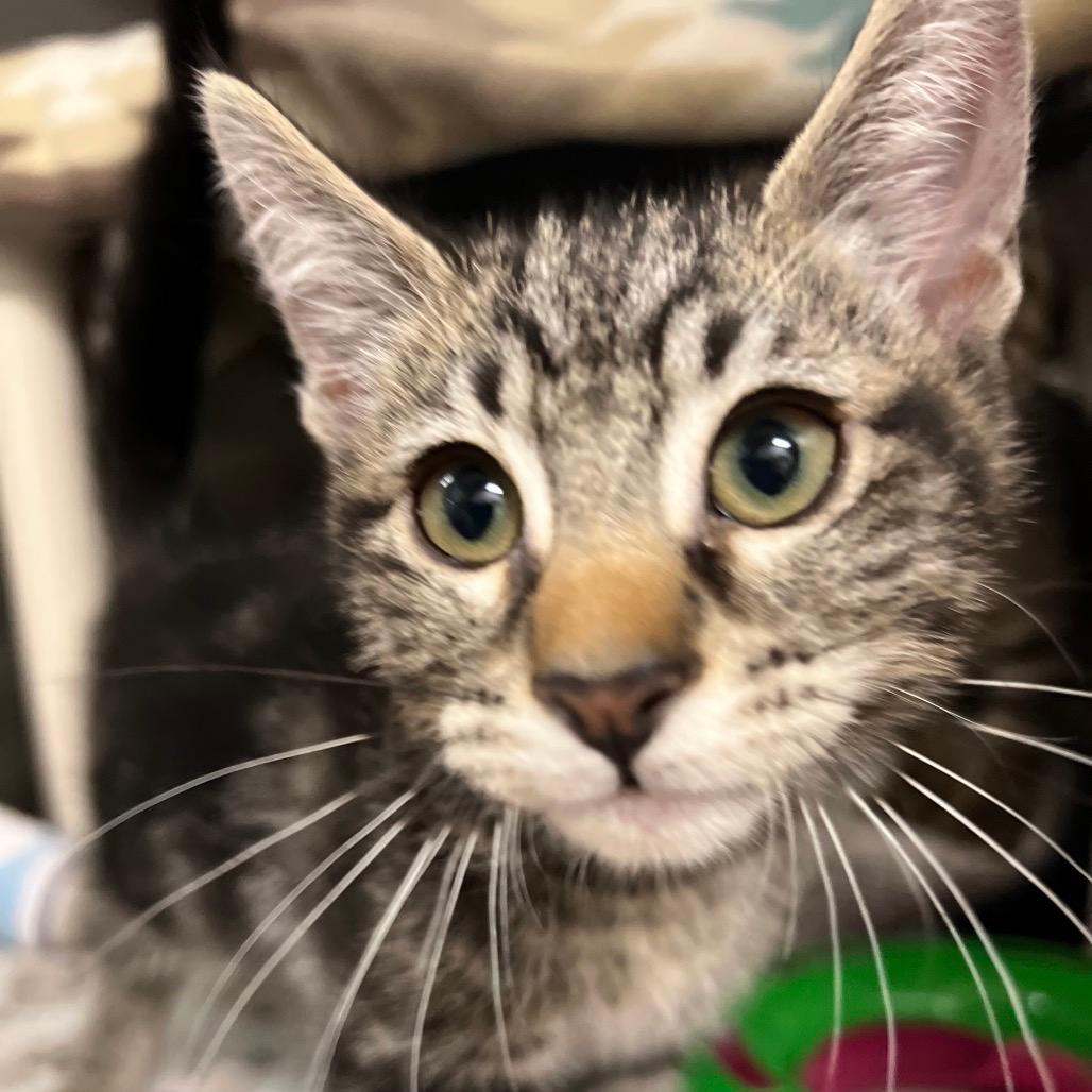 Freddie Purrcury