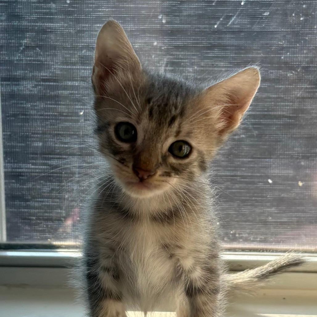 Kit Kat