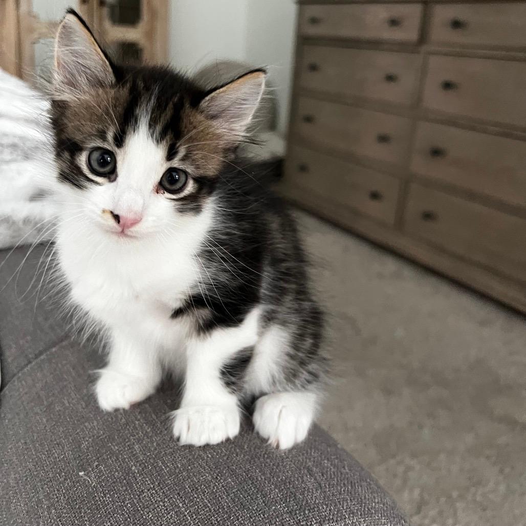 Oreo