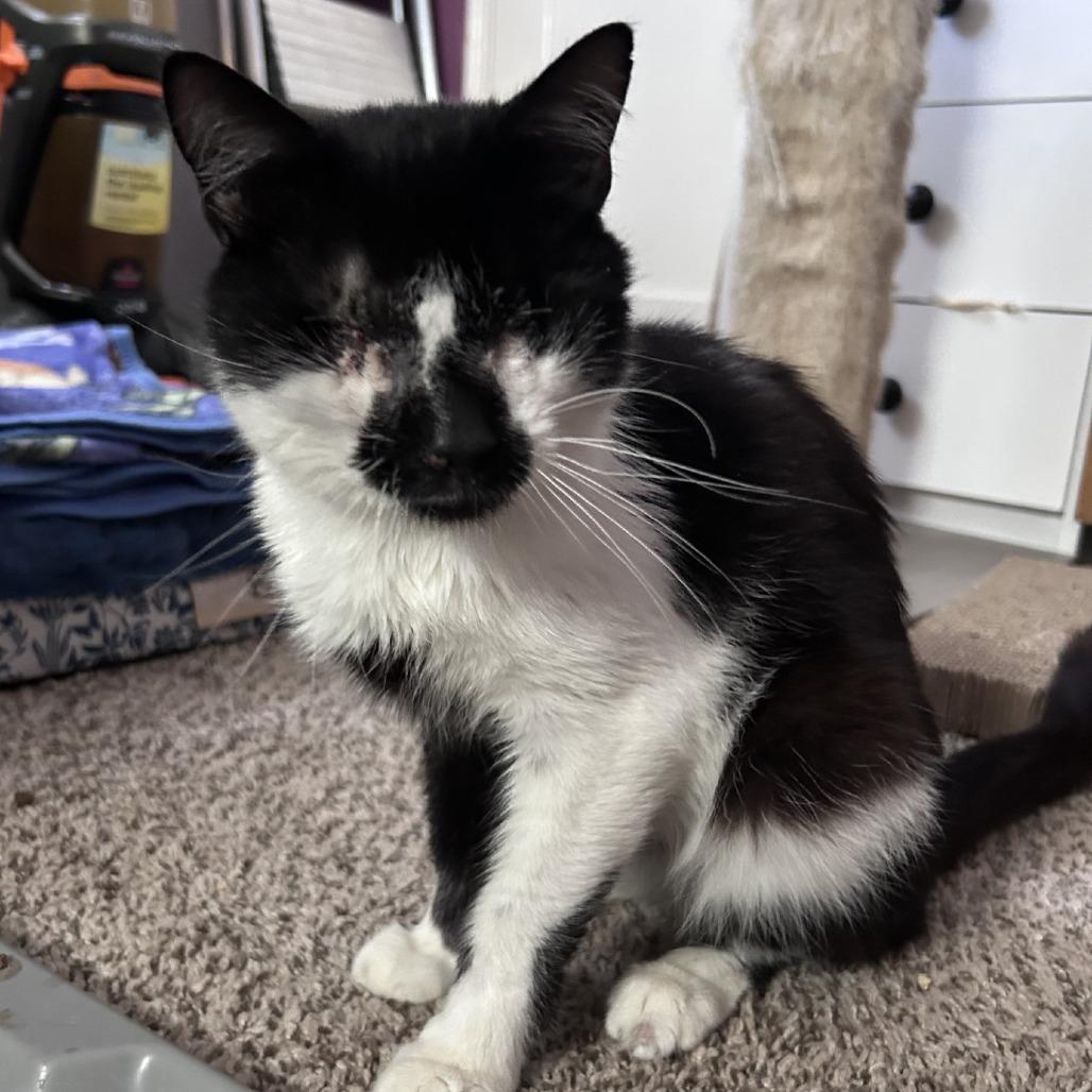 Sylvester - IN FOSTER