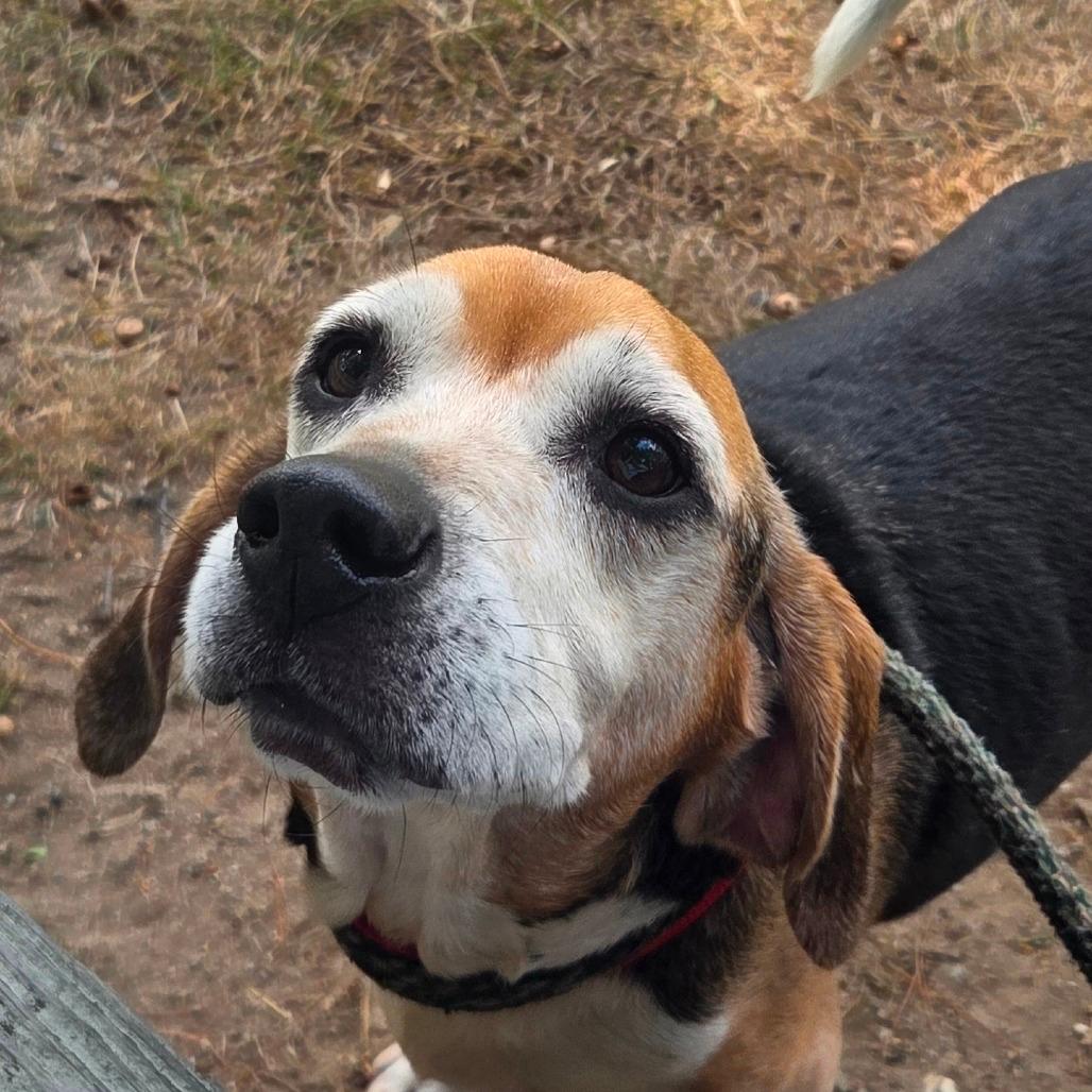 Carlos *Bonded with Baxter*
