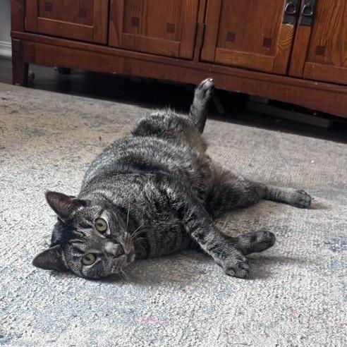 Dallas - IN FOSTER