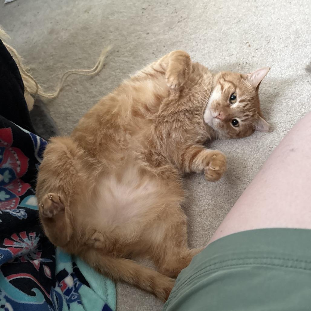 Pippin - IN FOSTER