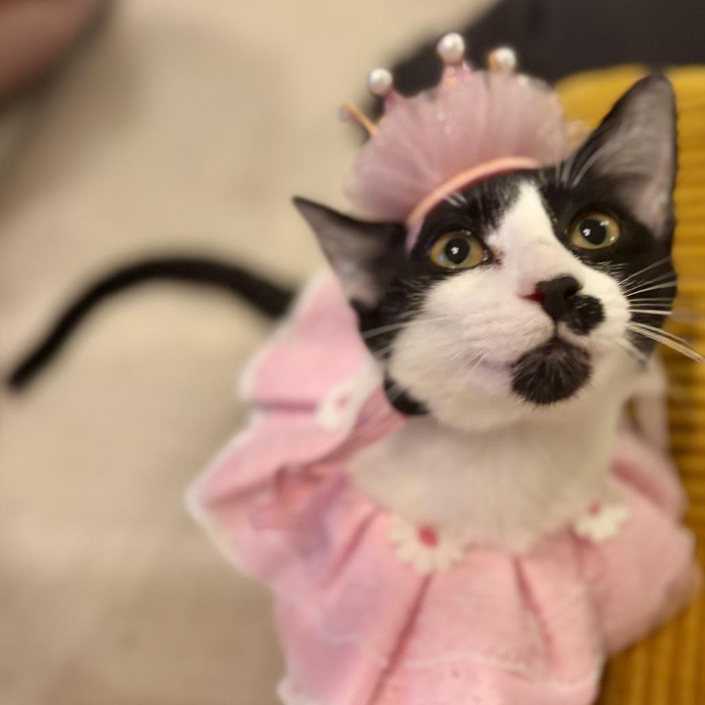 Chiquita Bonita