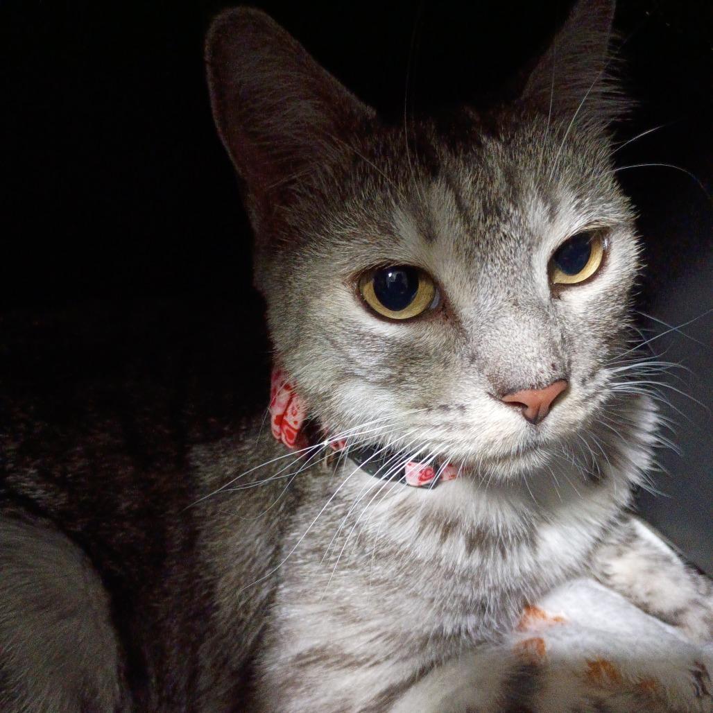Mittens