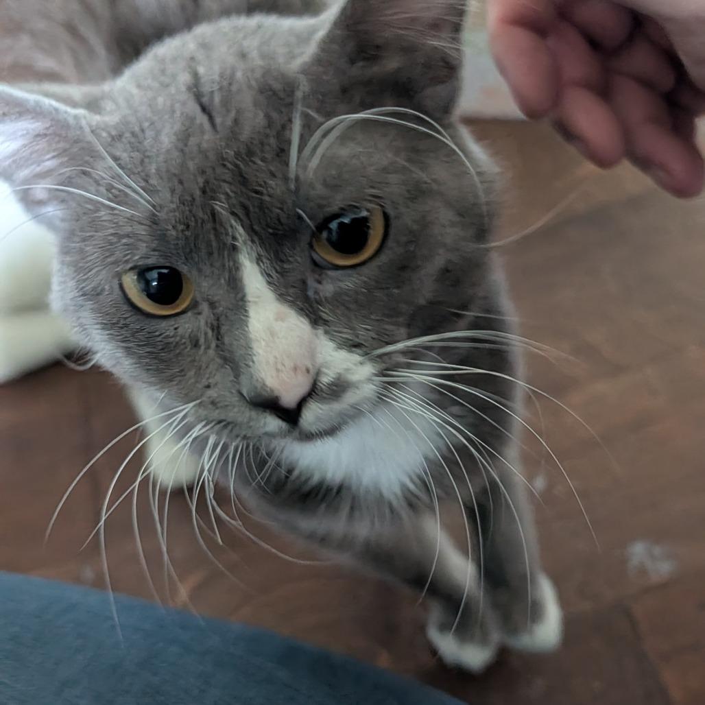 Sailor Cat Carl