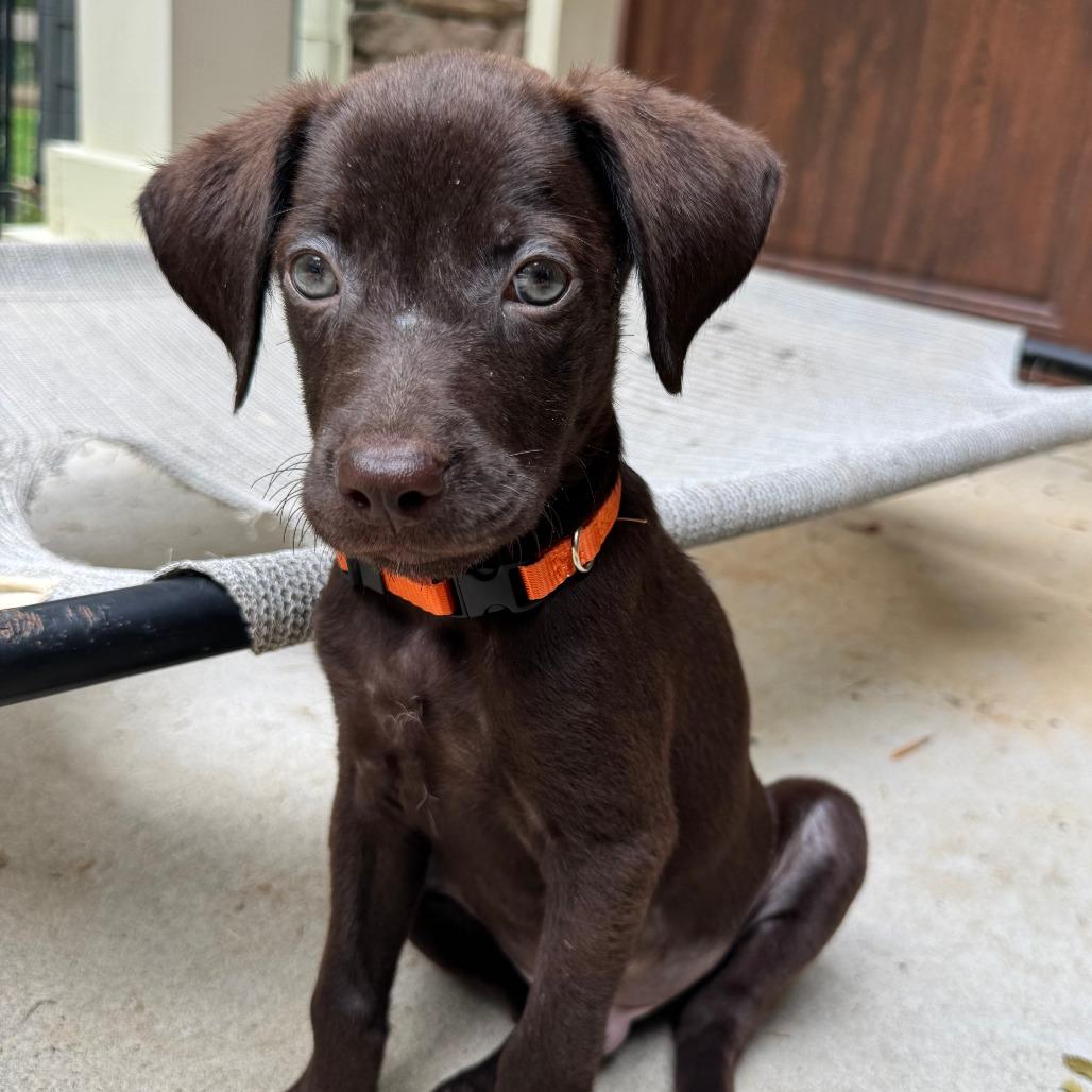 Nutty Buddy Lexington