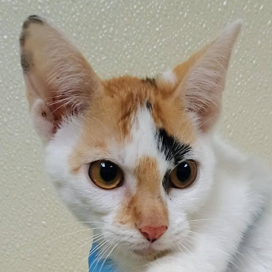Tammy-Lynn