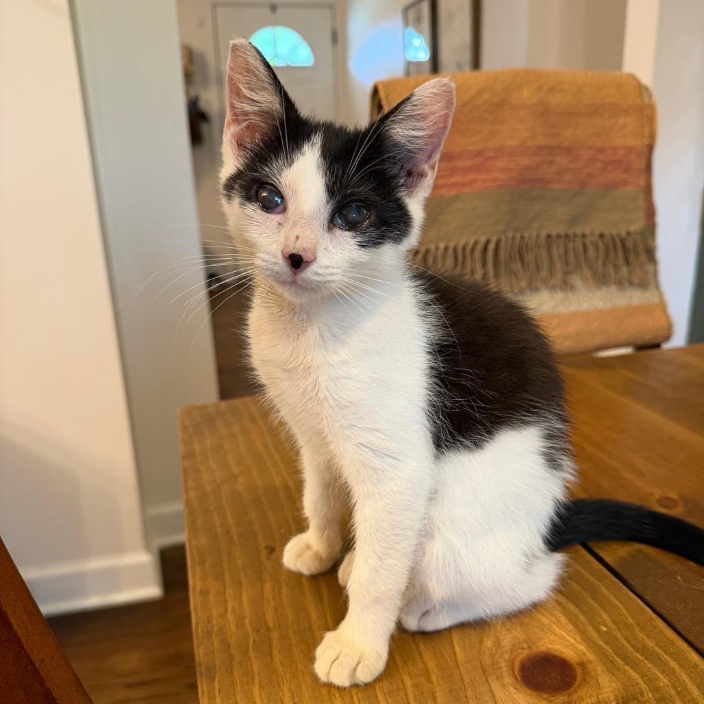 Clarabelle