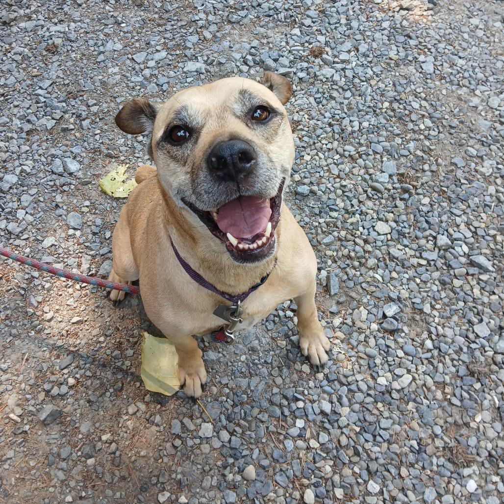LEO-BAILEY (I’m sponsored. Reduced adoption fee)