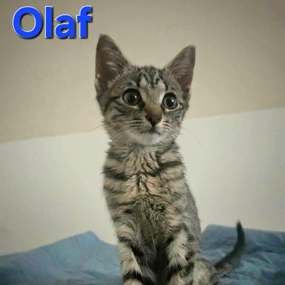 Olaf