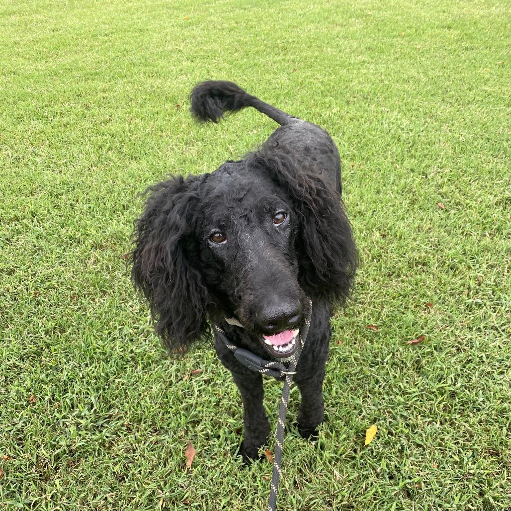 Huey