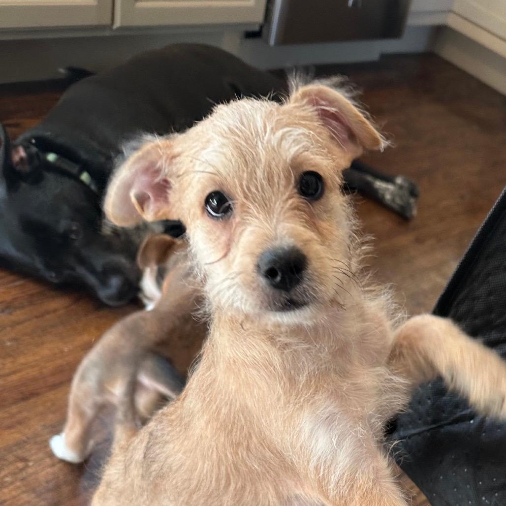 Delilah