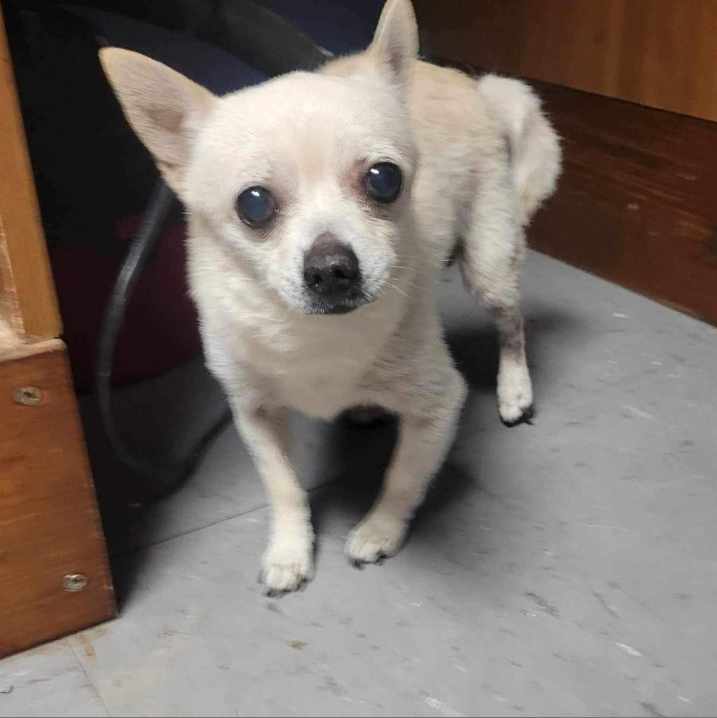Colt (foster)
