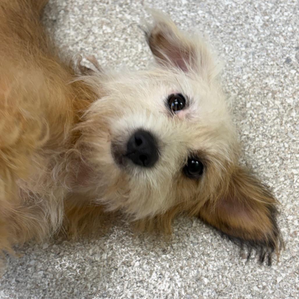 Dolly (20260684A)