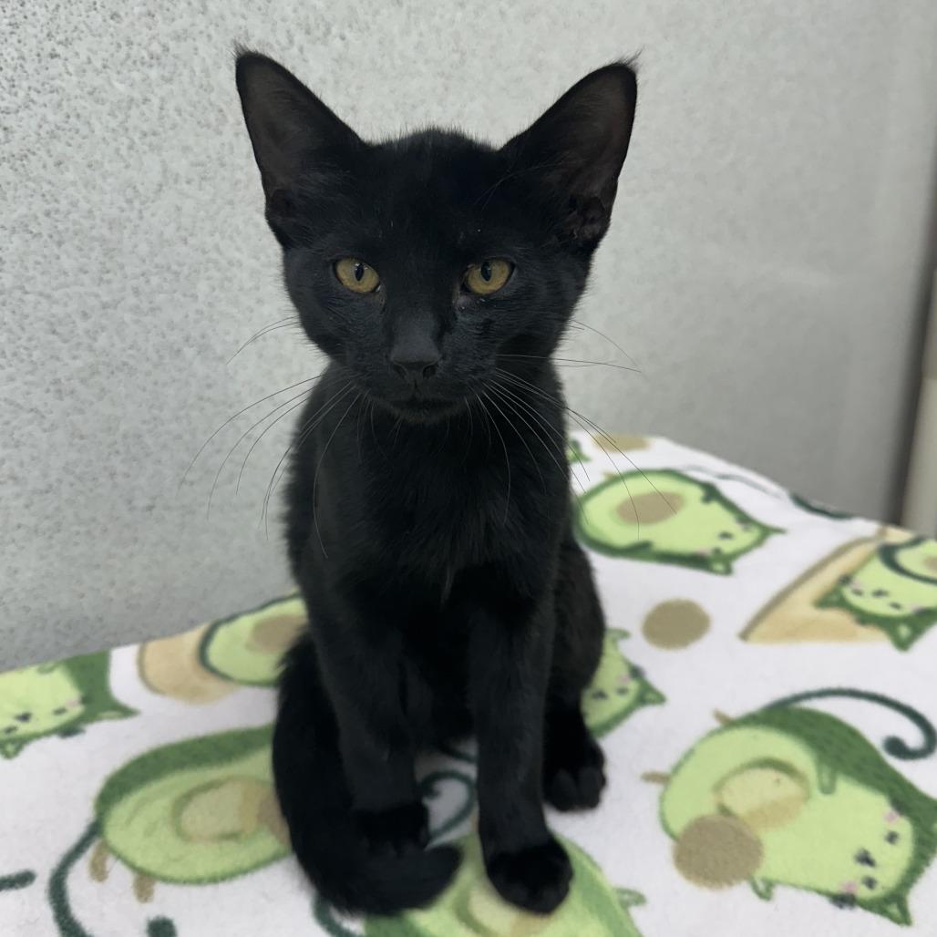 Popsicle