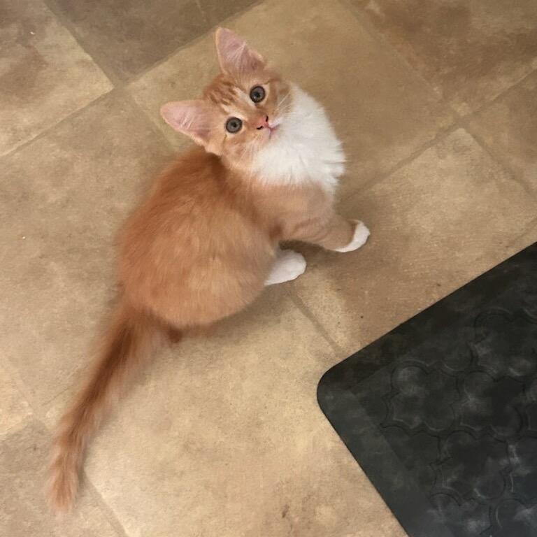 Penny Plain Paws