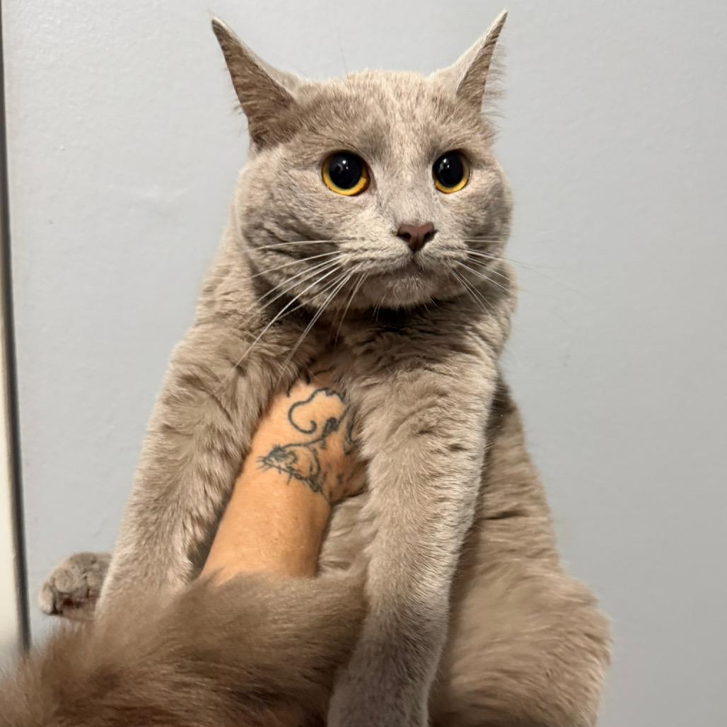 Lila