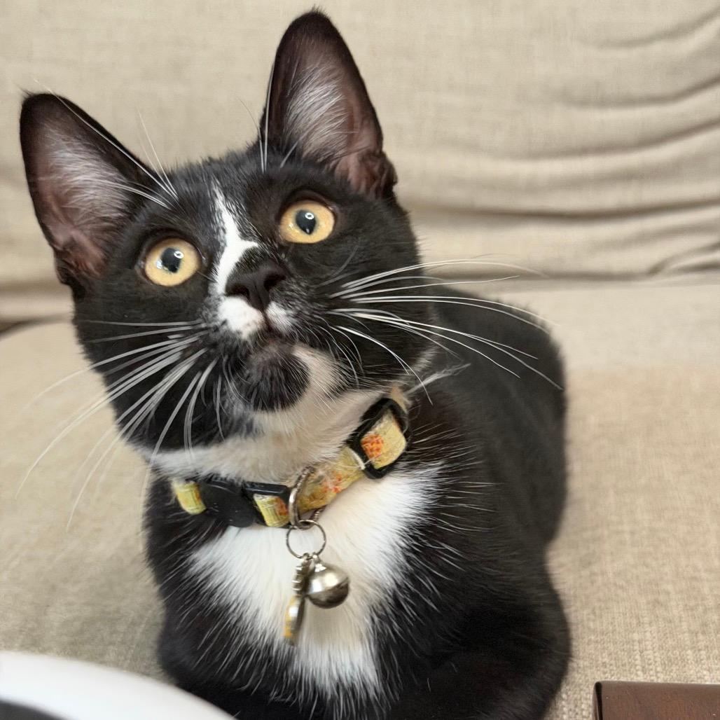 Figaro
