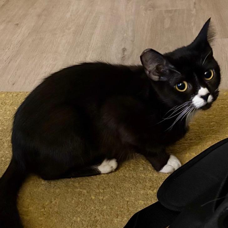 Sailor Cat Winds