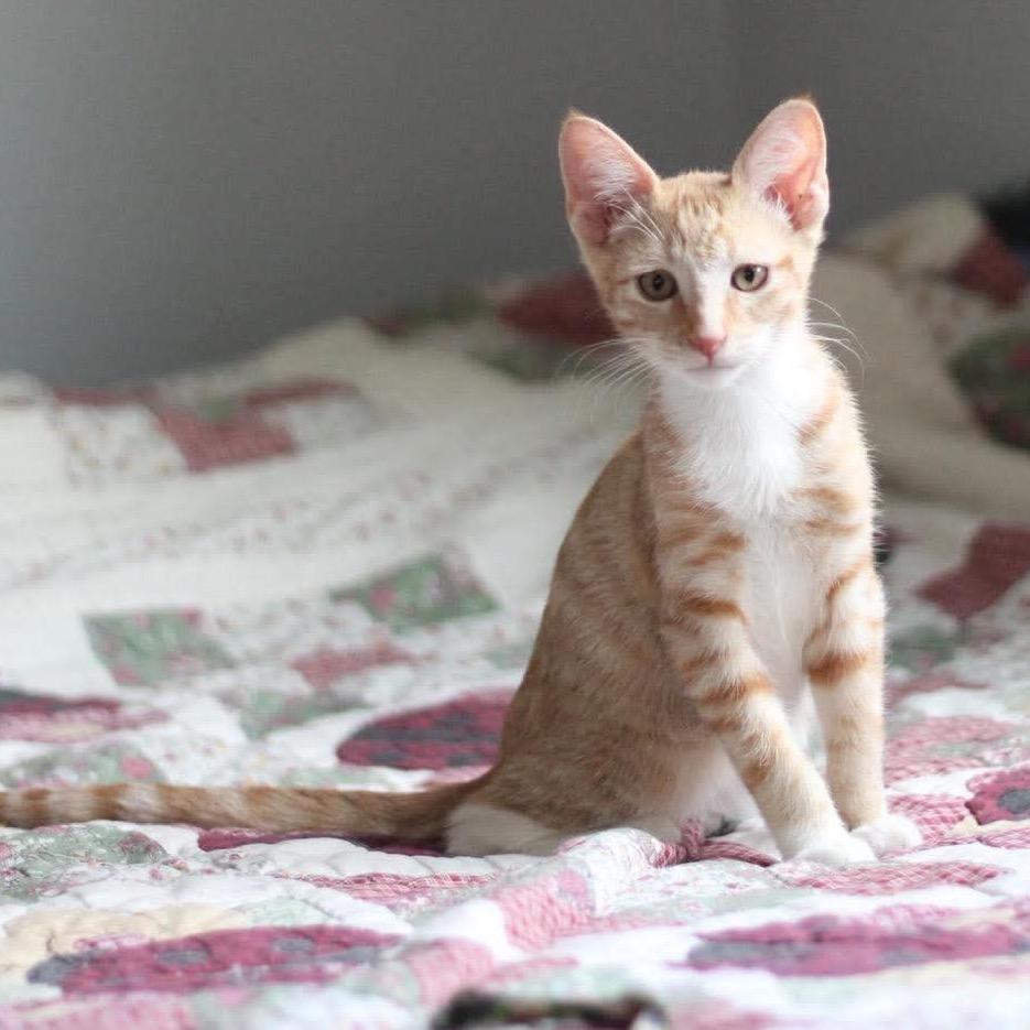 Gus