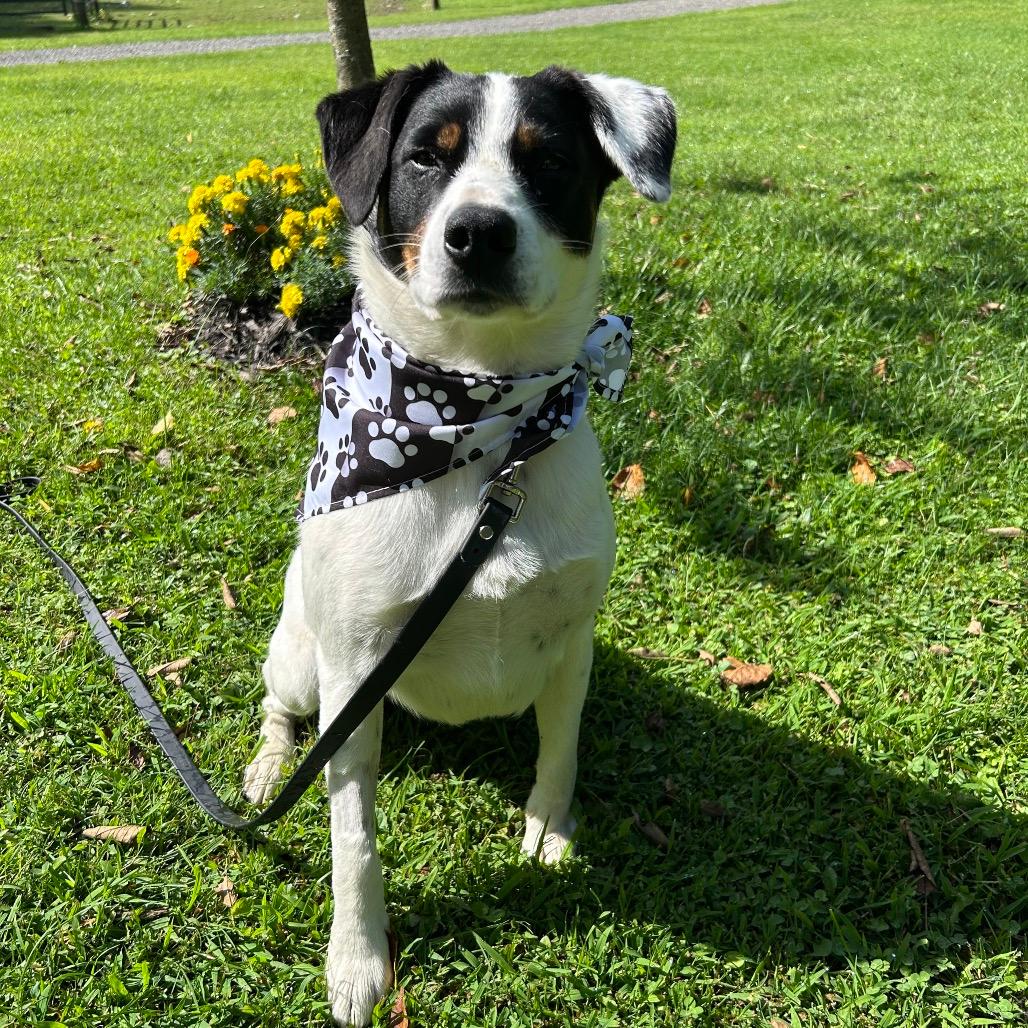 Pepper 