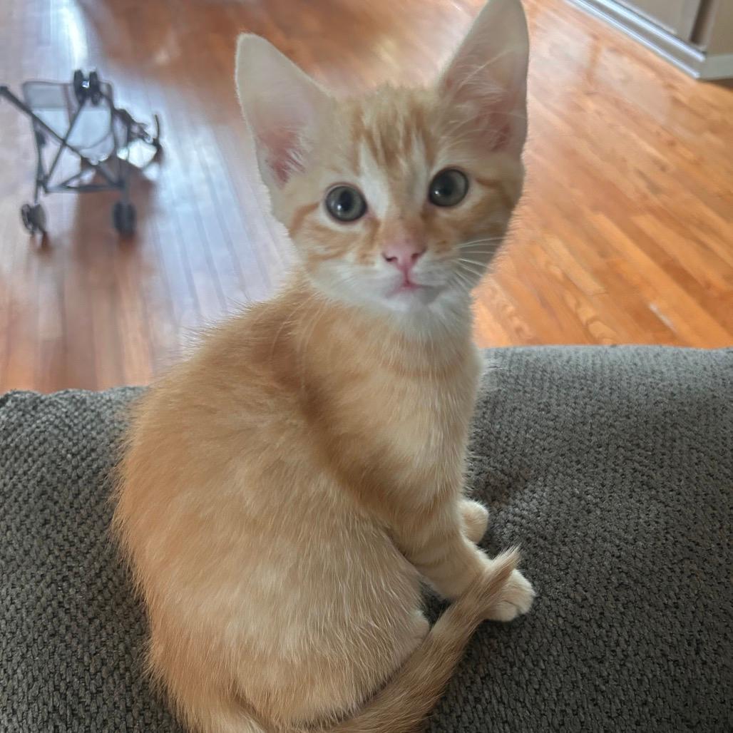 Sally Six Toes