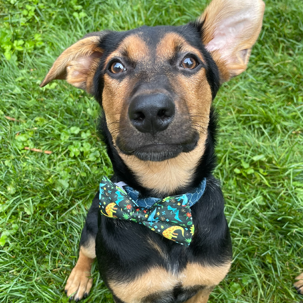 Ted