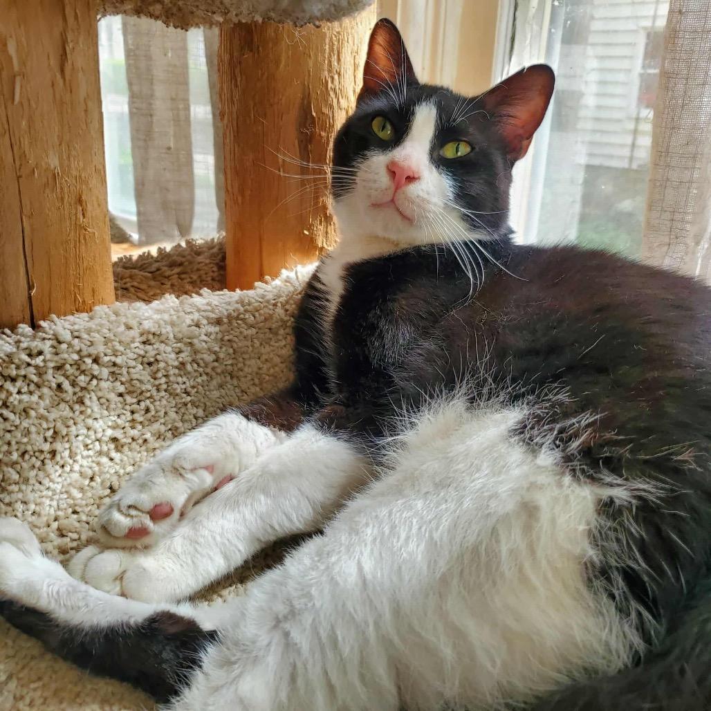 Tuxedo