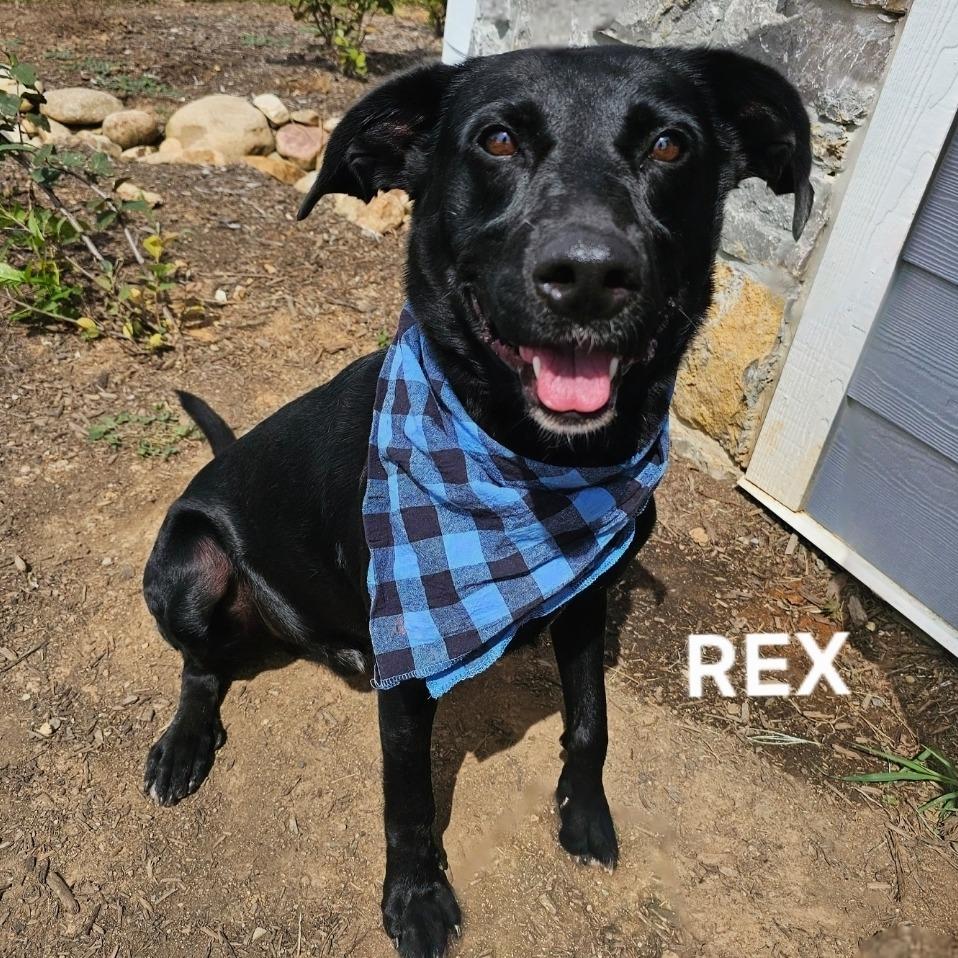 Rex