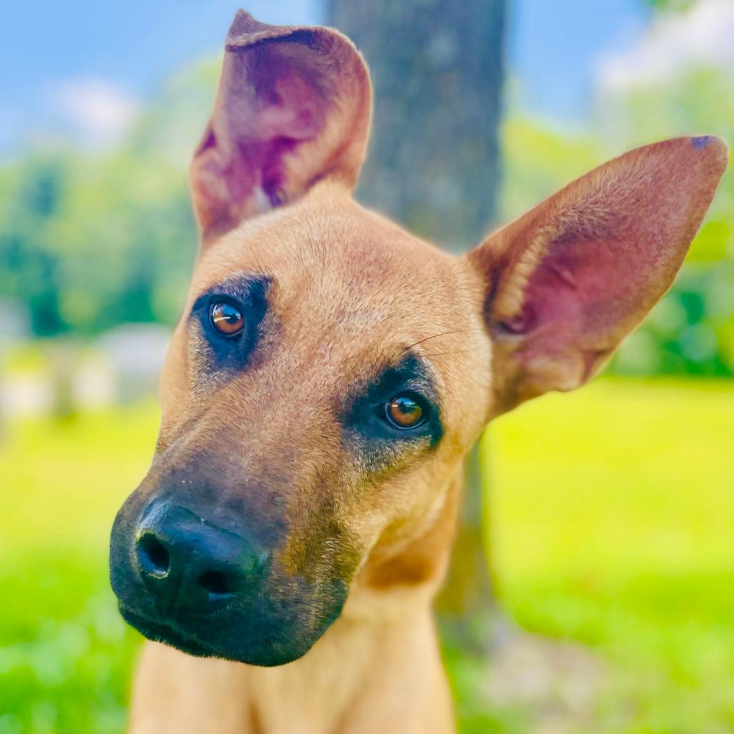 Ranger