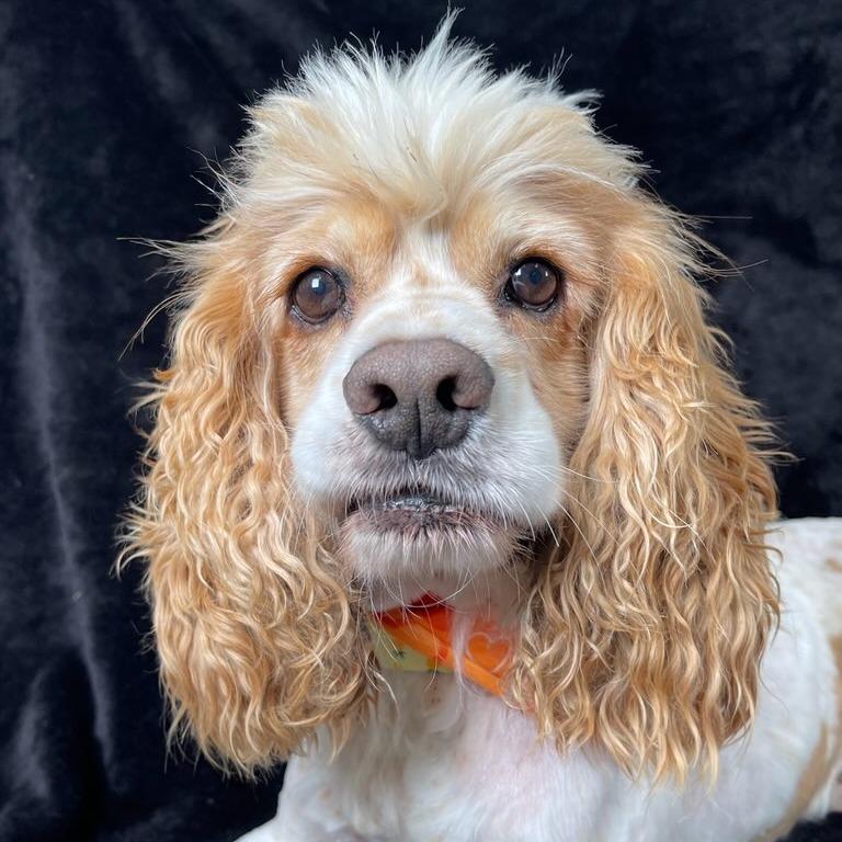 Cooper