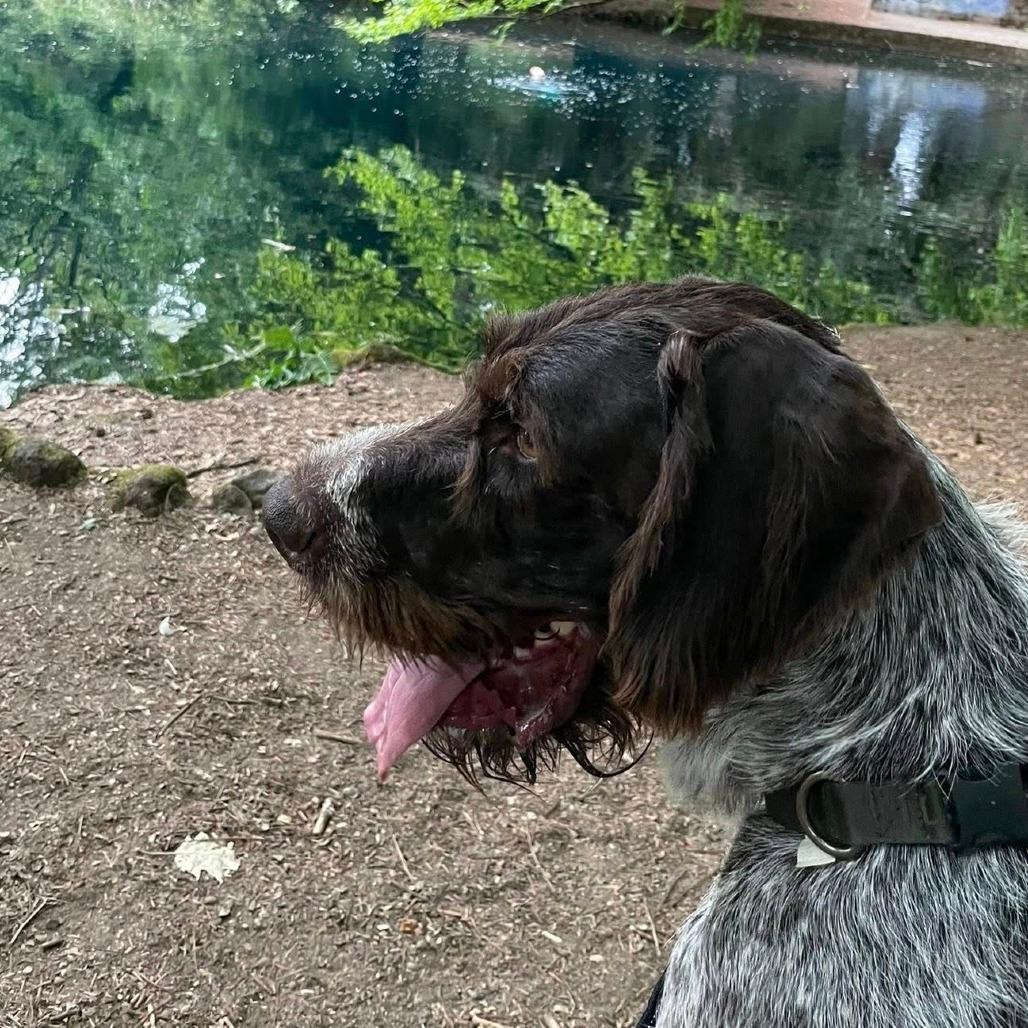 Fritz (Sir Charles) (Portland, Oregon)