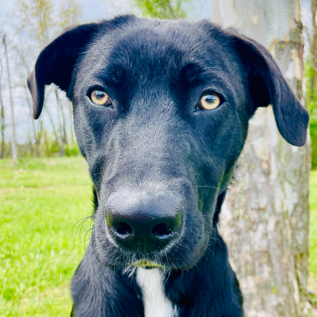 Toby