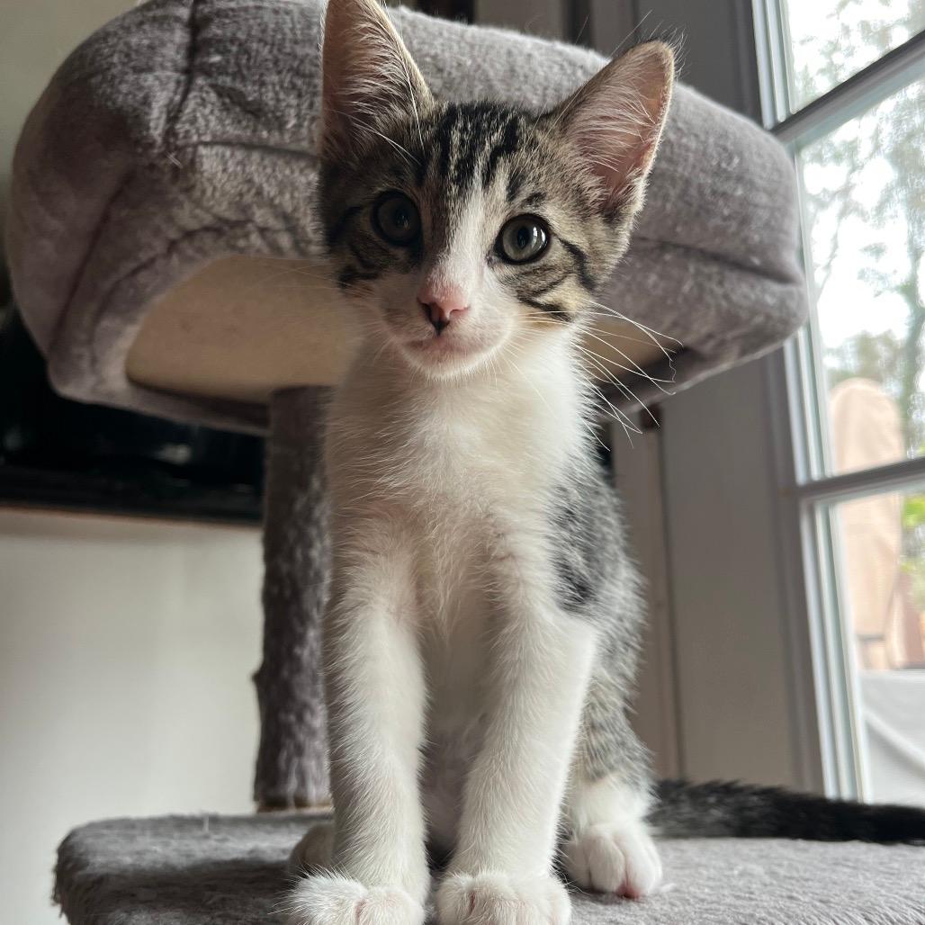 Gus
