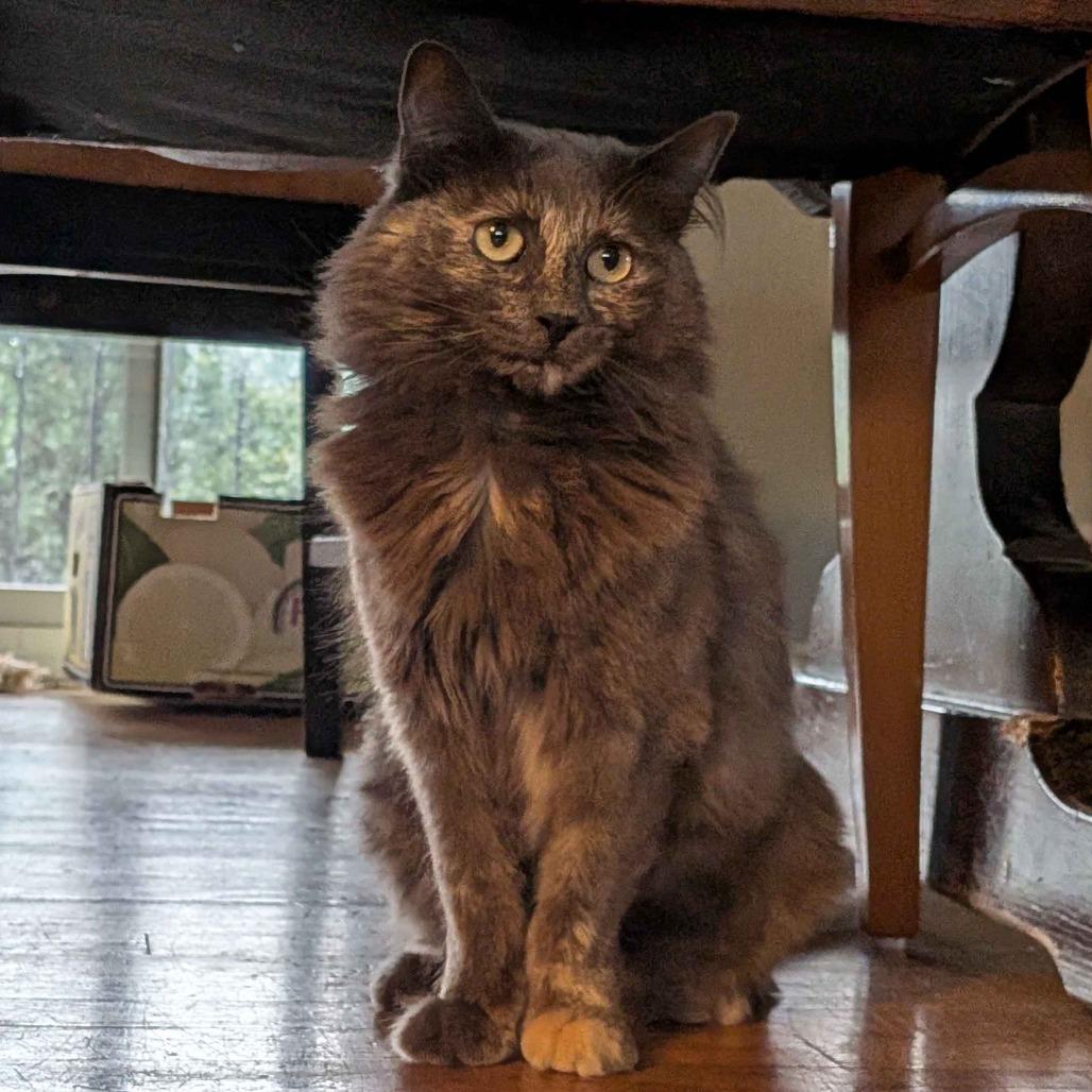 Abby 
