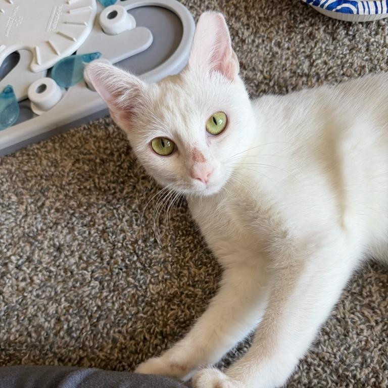 Fifi