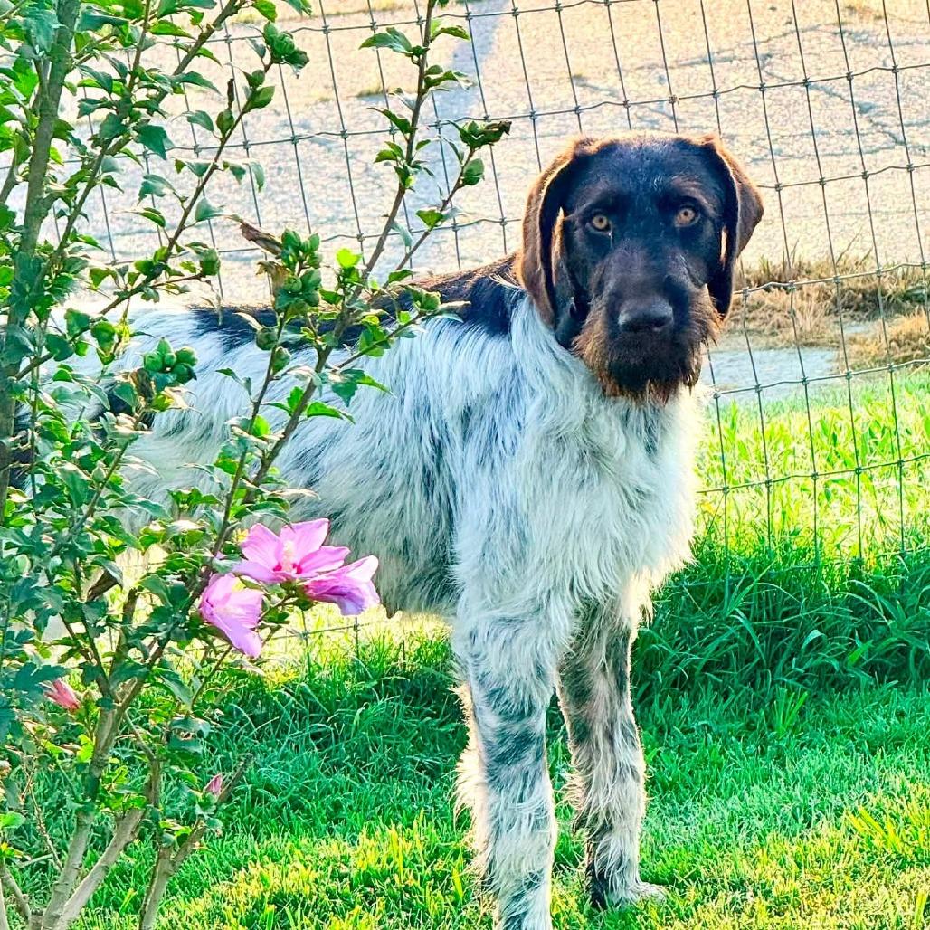Daisy (BONDED with BENELLI Monroe, North Carolina)