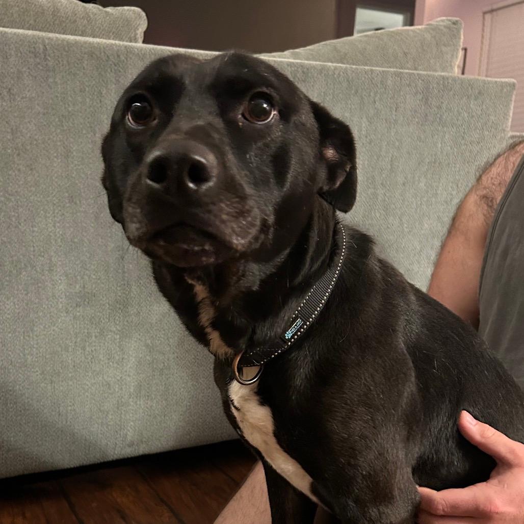 Reba - In Foster (Adoption Fee SPONSORED!)