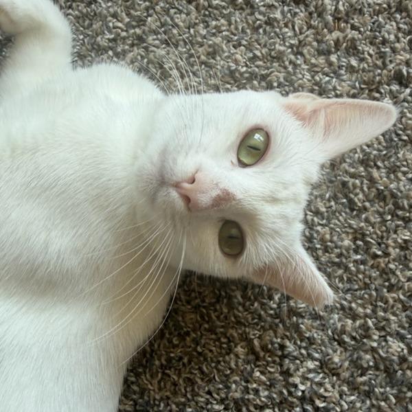 Fifi